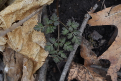 Osmorhiza longistylis