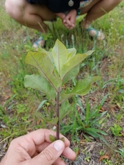 Asclepias tomentosa