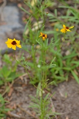 Coreopsis tinctoria tinctoria