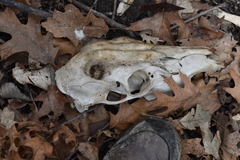 Odocoileus virginianus