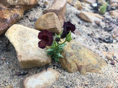 Nemesia bodkinii