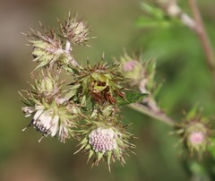 Berkheya bipinnatifida bipinnatifida