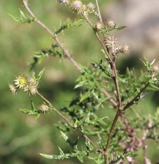 Berkheya bipinnatifida bipinnatifida