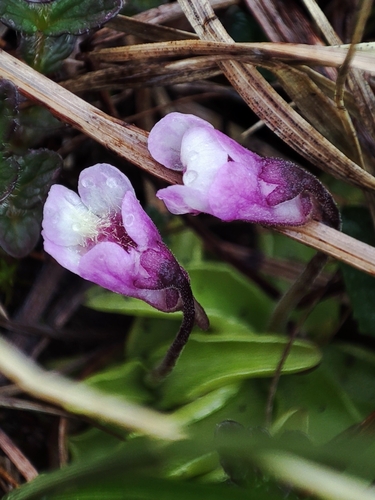 Pinguicula leptoceras