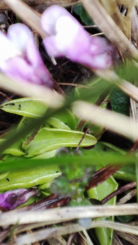 Pinguicula leptoceras