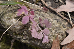 Osmorhiza longistylis