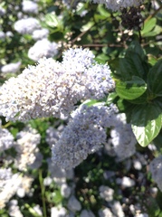 Ceanothus thyrsiflorus thyrsiflorus