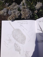 Ceanothus thyrsiflorus thyrsiflorus