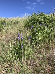 Hyacinthoides non-scripta