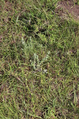 Spermacoce natalensis