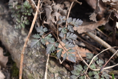 Osmorhiza longistylis