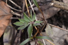 Hydrophyllum virginianum