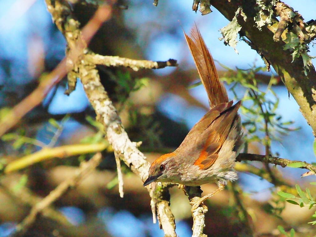 Austral Spinetail