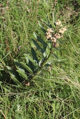 Pachycarpus asperifolius