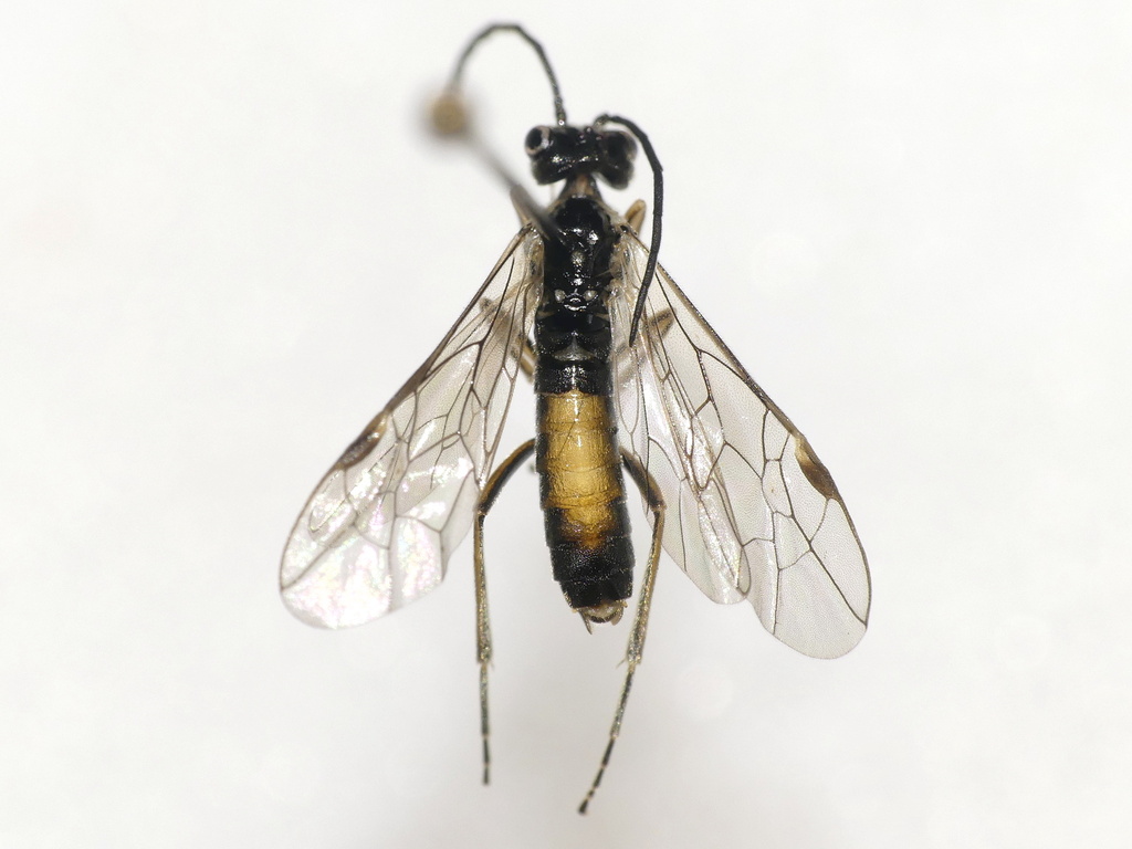 Taxonus alboscutellatus