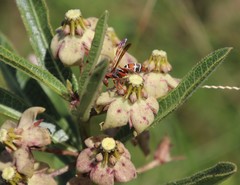 Pachycarpus asperifolius