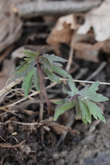 Hydrophyllum virginianum