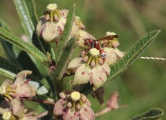 Pachycarpus asperifolius