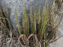 Polystichum orbiculatum image