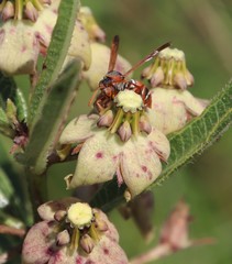Pachycarpus asperifolius