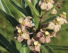 Pachycarpus asperifolius