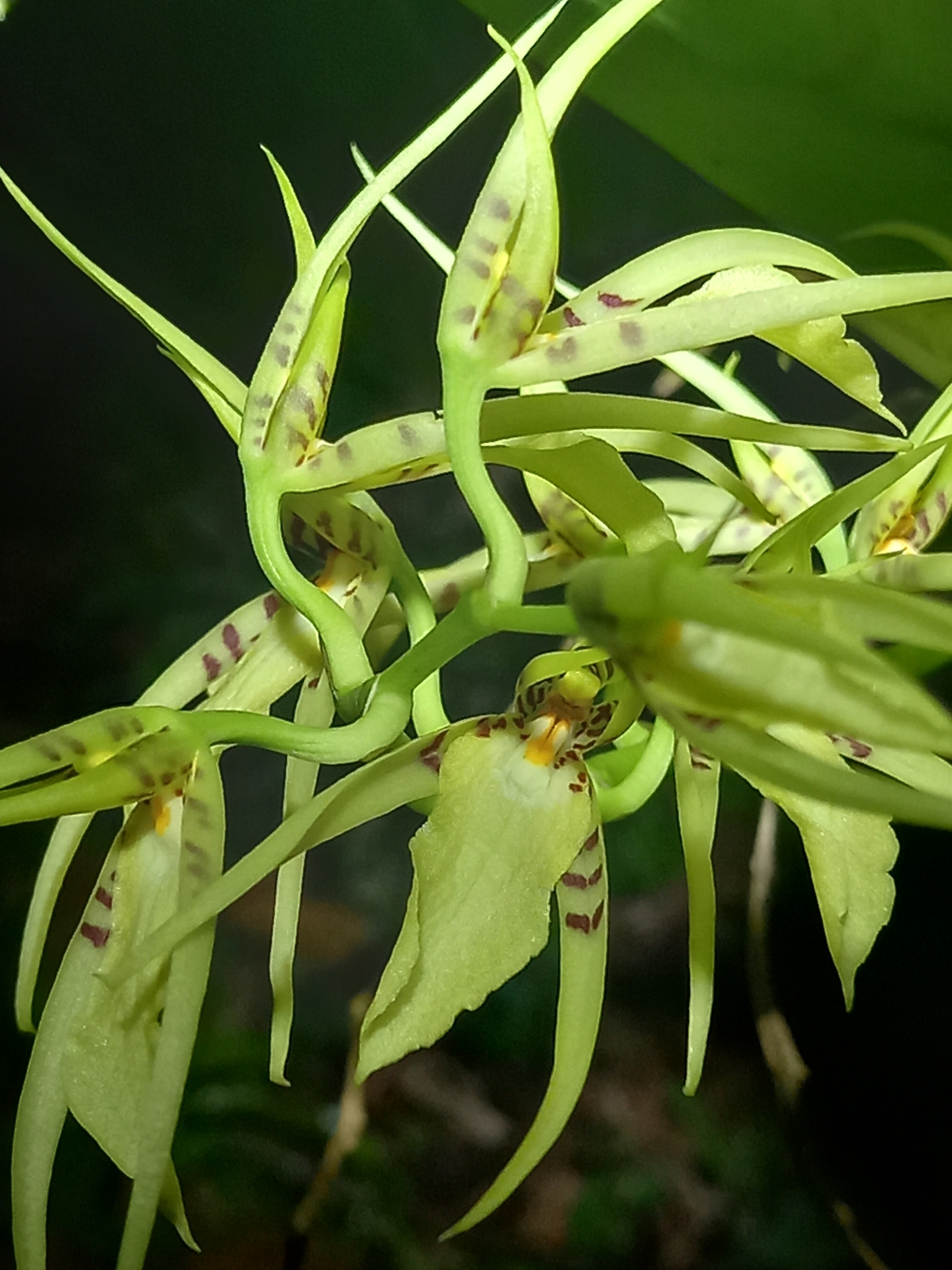Brassia lanceana Lindl. 4