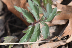 Hydrophyllum virginianum