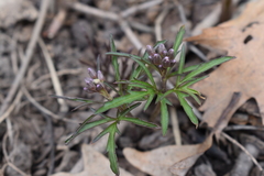 Cardamine concatenata