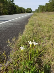 Zephyranthes atamasco