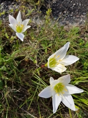 Zephyranthes atamasco