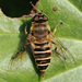 Eristalis cerealis - Photo (c) Sakern | 永隔一江水, some rights reserved (CC BY-NC), uploaded by Sakern | 永隔一江水