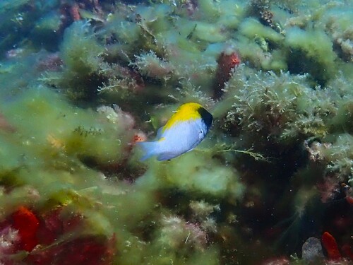 Blackhead puller (Chromis klunzingeri) — Pomacentridae — 5