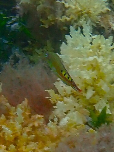 Allen's wrasse (Dotalabrus alleni) — Labridae — 2