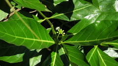 Morinda