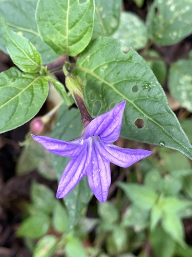 Amethyst Flower (Browallia speciosa)