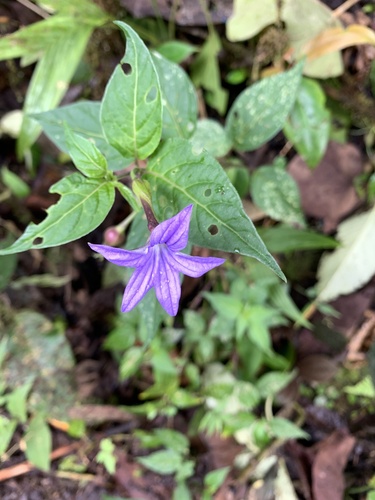 Browallia speciosa, photograph 2