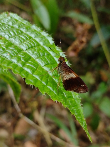 Justinia justinianus