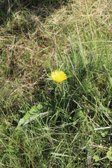 Berkheya speciosa