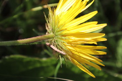 Berkheya speciosa