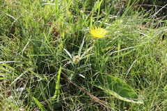 Berkheya speciosa
