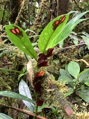 Columnea dimidiata, photograph (c) Divya Mudappa, some rights reserved (CC BY-SA)