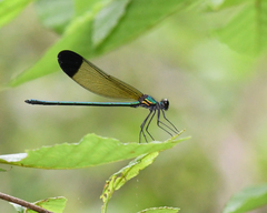 Calopteryx dimidiata