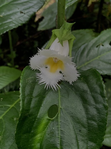 Drymonia lanceolata, photograph 6