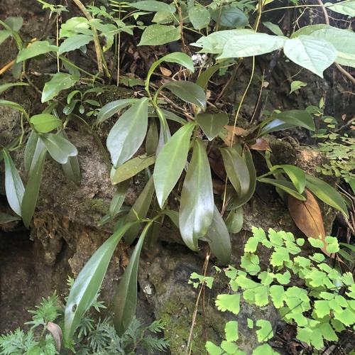 Foto de Peperômia-jade