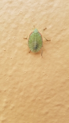 Chlorocorini