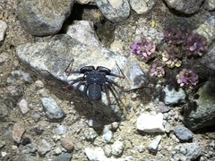 Paraphrynus carolynae