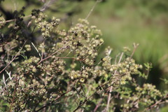 Berkheya bipinnatifida bipinnatifida