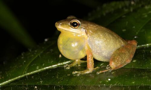 Pachitea Robber Frog, Pristimantis toftae