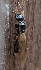 Camponotus laevissimus