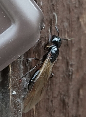 Camponotus laevissimus